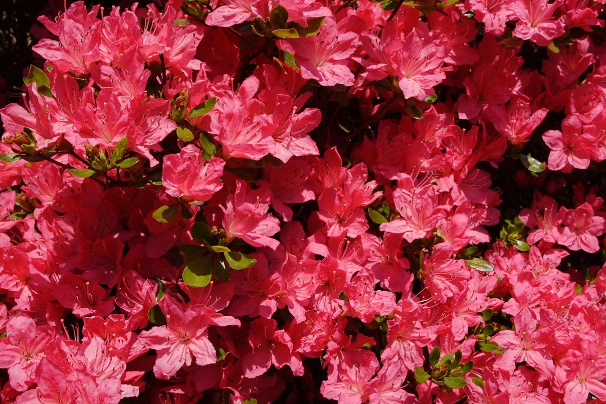 Bright-red-azalea-bush_-_West_Virginia_-_ForestWander.jpg