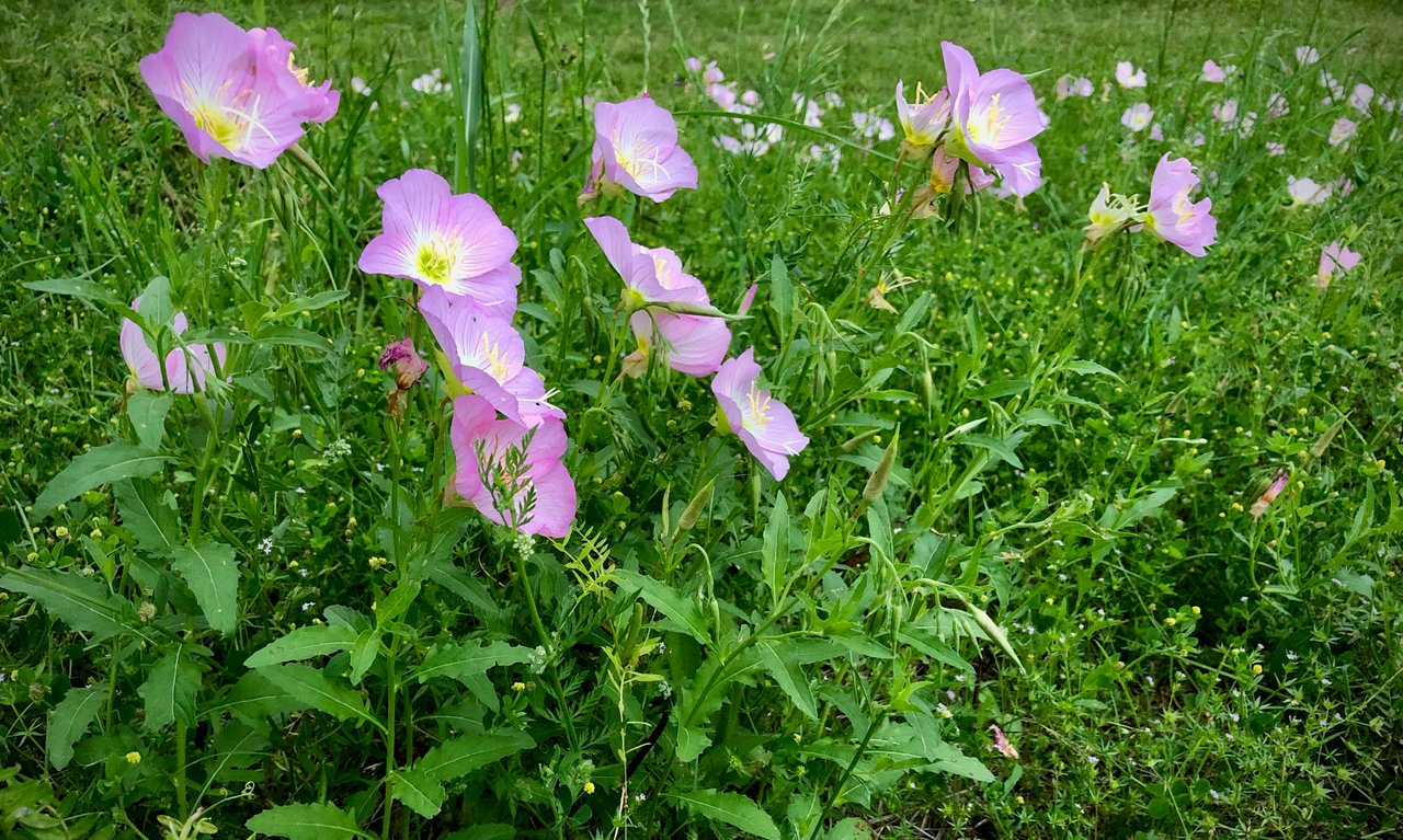 IMG_4062.jpeg