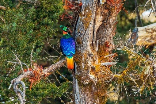 colorful-himalayan-monal-bird-on-a-branch-of-a-pine-tree-in-its-natural-habitat.jpg