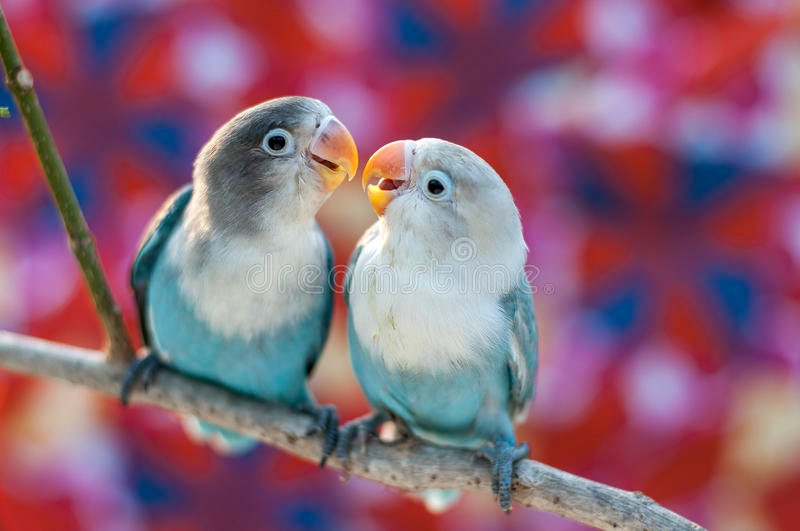 love-birds-colorful-background-61784122.jpg