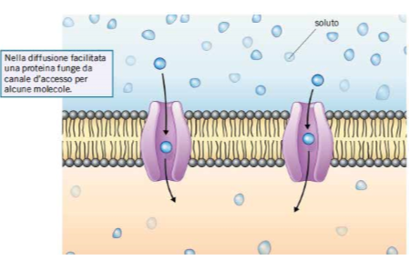 DIFFUSIONE FACILITATA.png