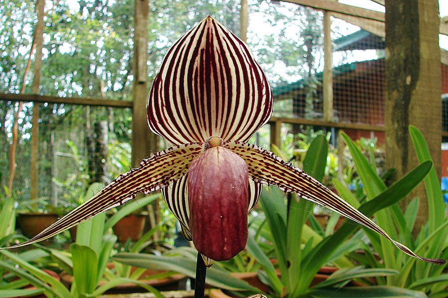 Rothschilds_Slipper_Orchid_Paphiopedilum_rothschildianum.jpg