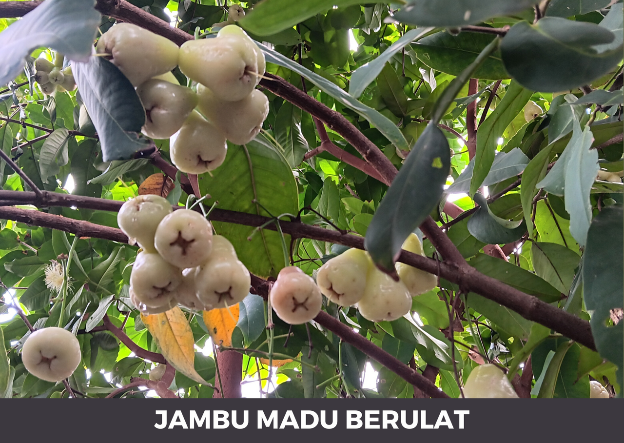 Jambu Madu Berulat.png