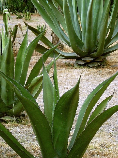 maguey-469248_640 (1).jpg