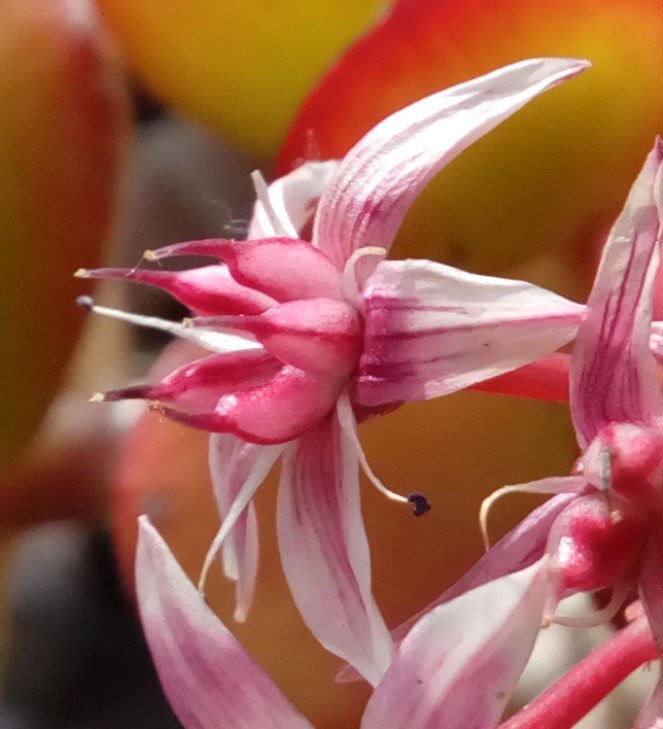 Crassula ovata pink flowers-103.jpg