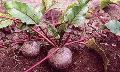Cómo-es-la-remolacha.jpg