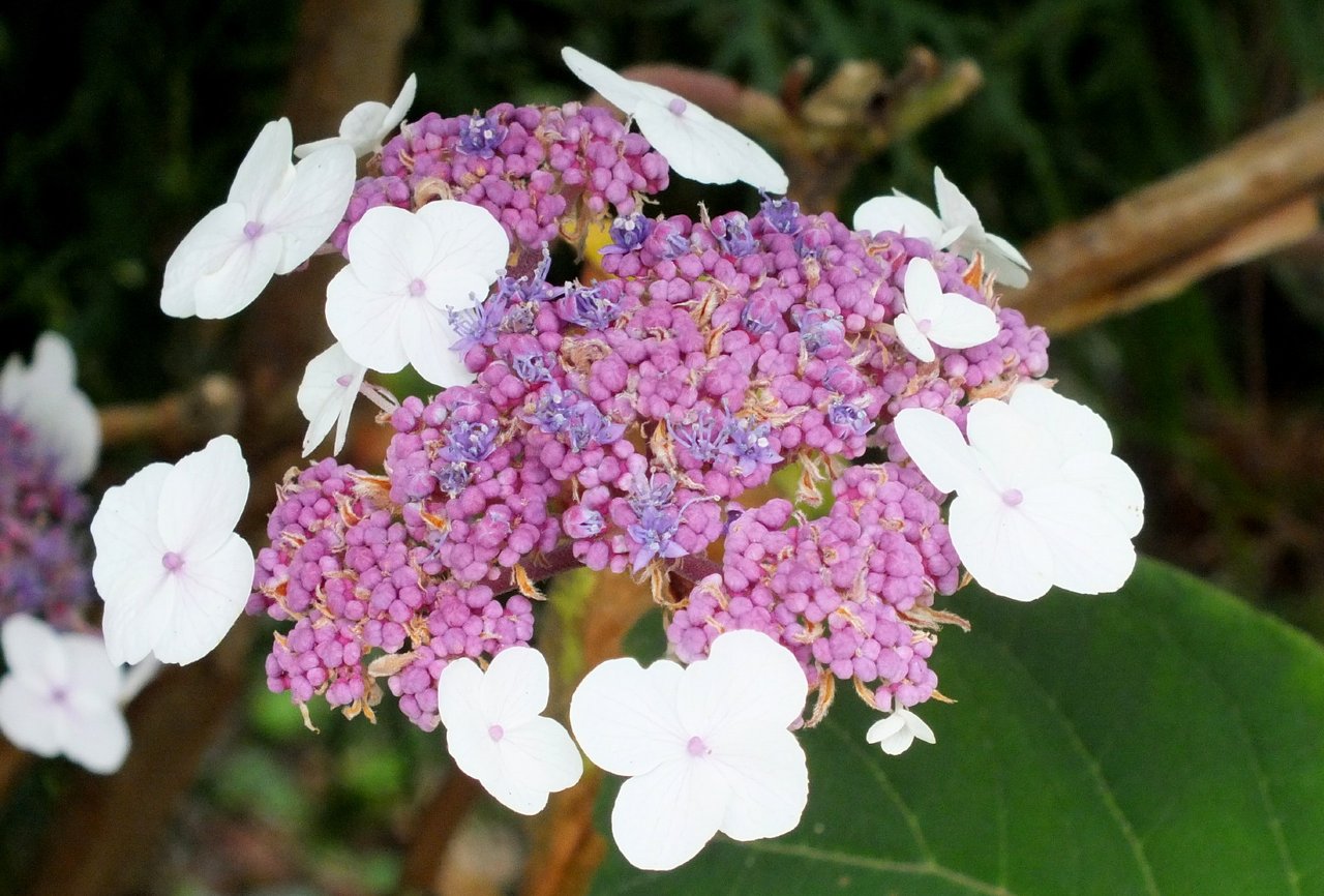 X0326-Hydrangea.JPG