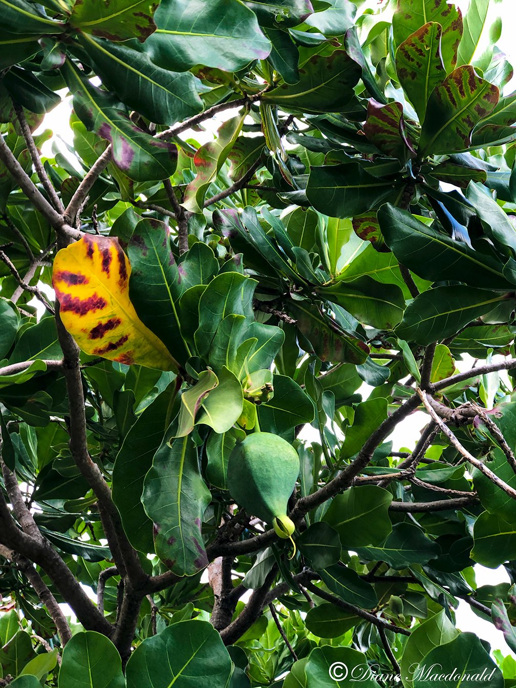 seed pod huahine.jpg