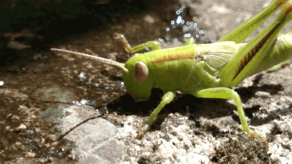 grasshopper.gif
