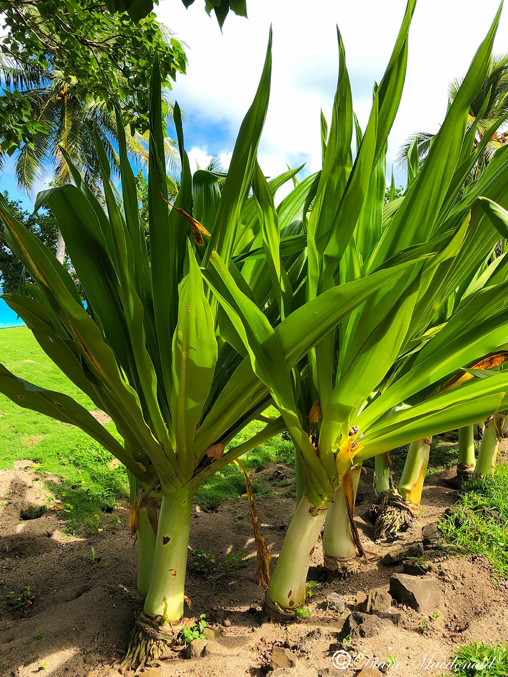 plant huahine.jpg