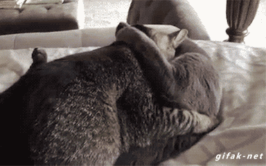 giphy (2).gif
