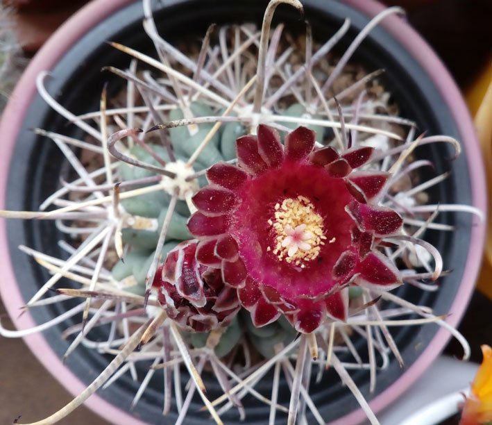 Sclerocactus-Склерокактус---7.jpg