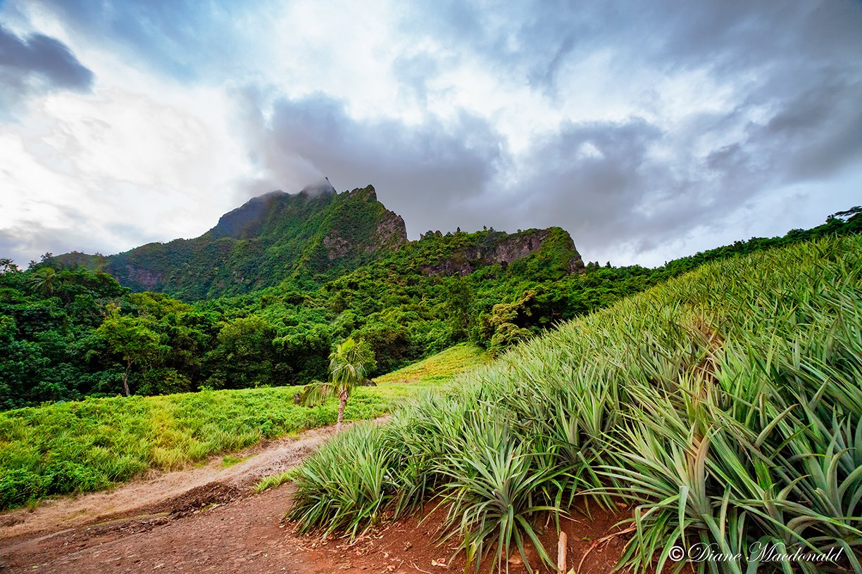 pineapple field and Mountain.jpg