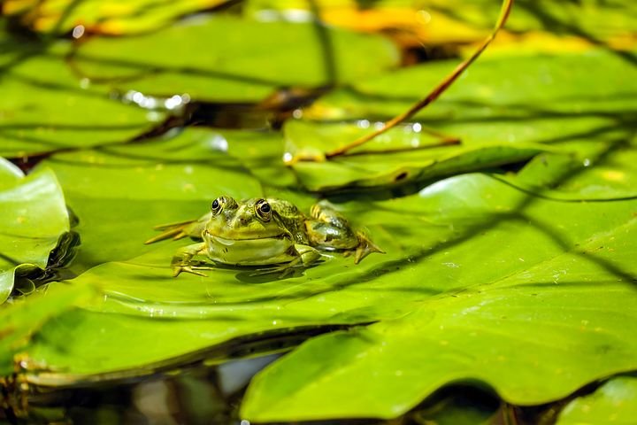 frog-1893225__480.jpg
