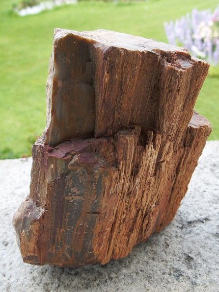 Petrified wood.jpg