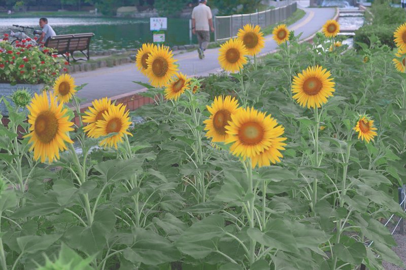 KakaoTalk_Photo_2018-09-07-19-21-13_58.jpg