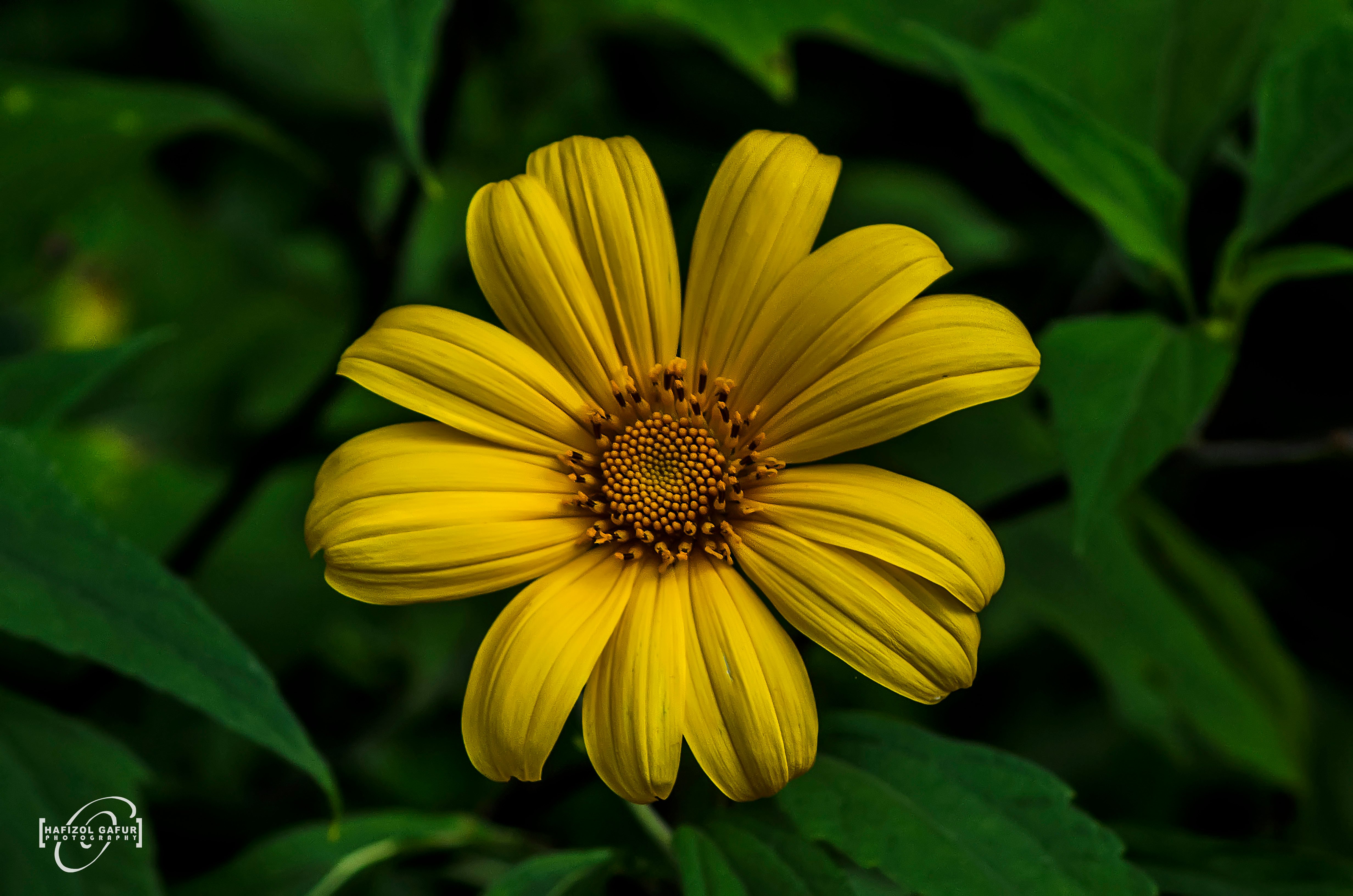 Bunga%20Kuning.jpg