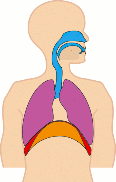 respiracion-rapida-gif-5.gif