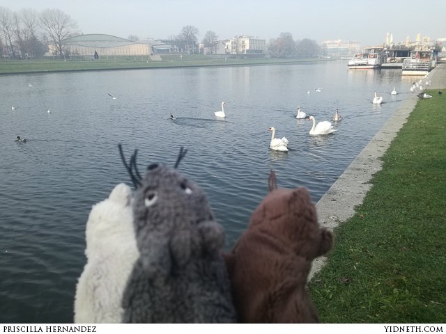 swans.jpg