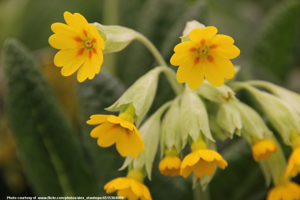 YellowFlowers-003-081218.jpg