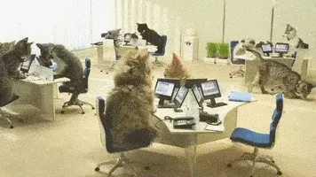cat tech support.gif