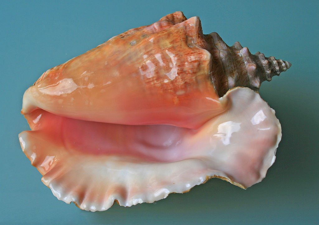 1024px-Sea_shell_(Trinidad_&_Tobago_2009).jpg