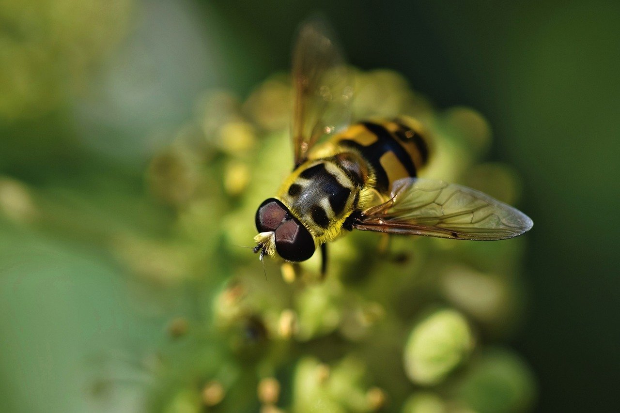 hoverfly-5596668_1280.jpg