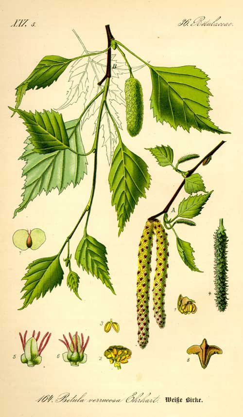 birch_botanical_drawing3.jpg