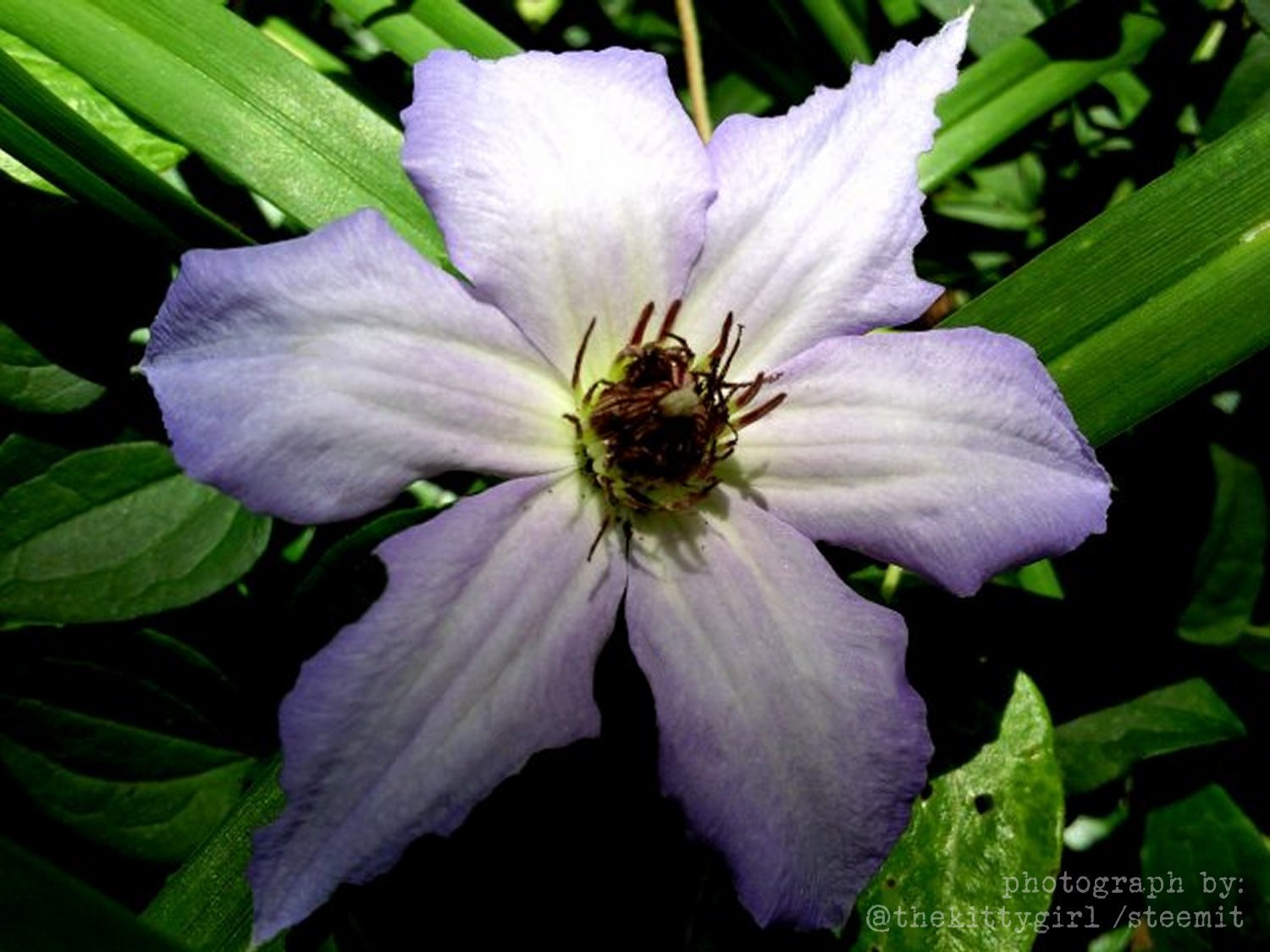 Clematis.jpg