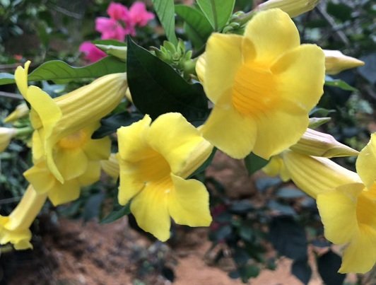 Bunga Terompet Kuning