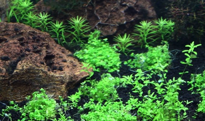 Aquatic Plants For Aquascape Tanaman Air Untuk Aquascape Steemkr