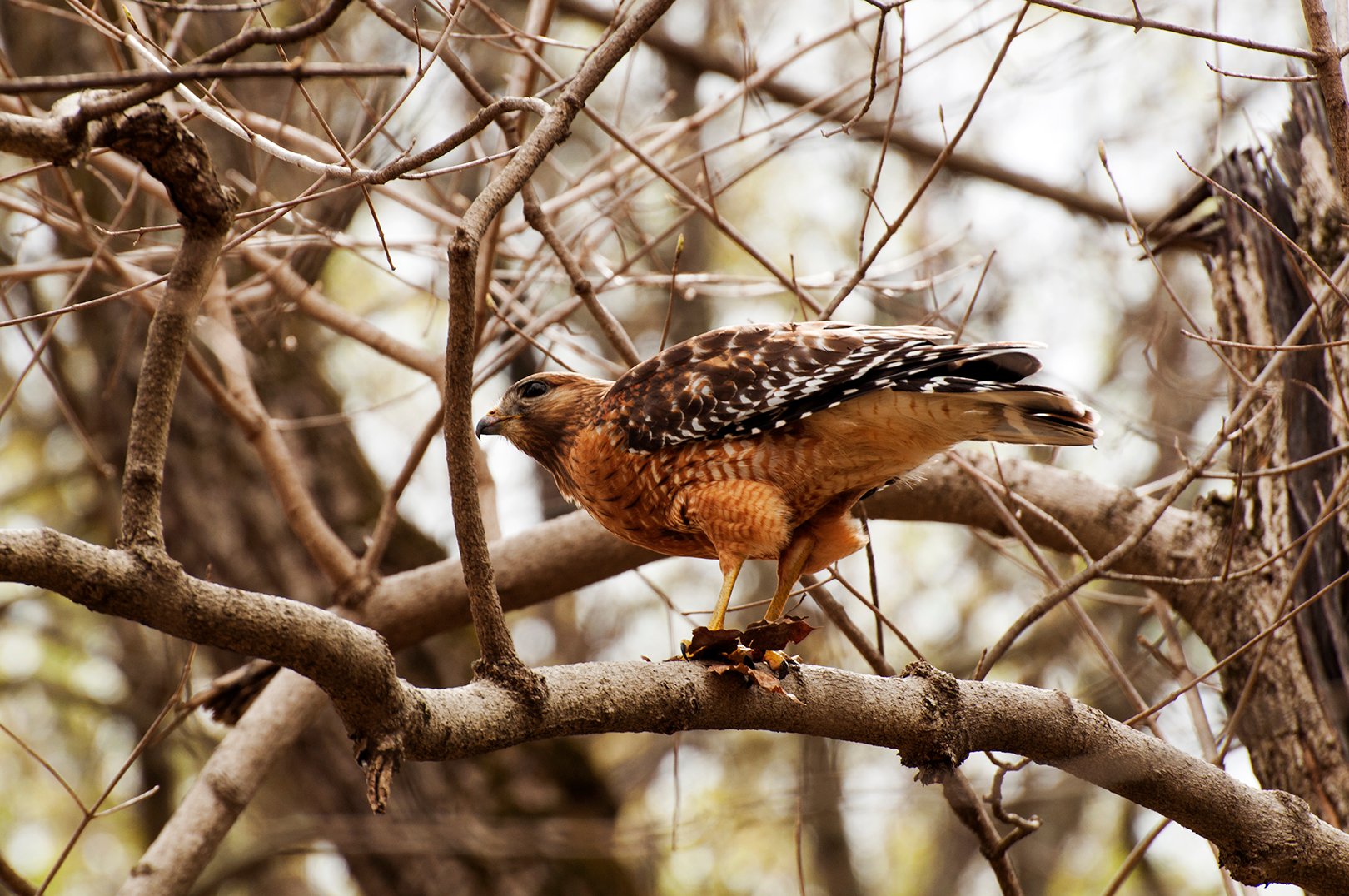 cherokeehawk1small.jpg