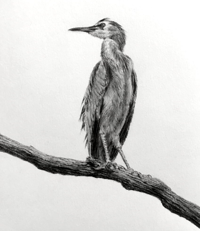 white-faced-heron-drawing.jpg