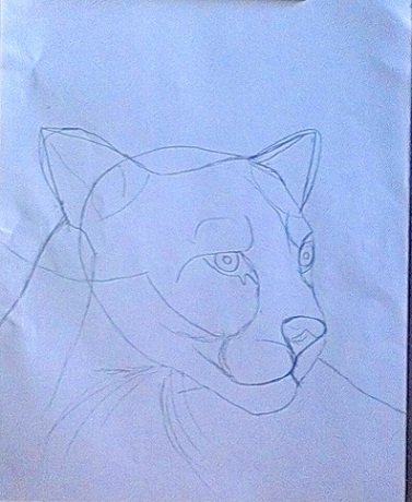 puma dibujo a lapiz