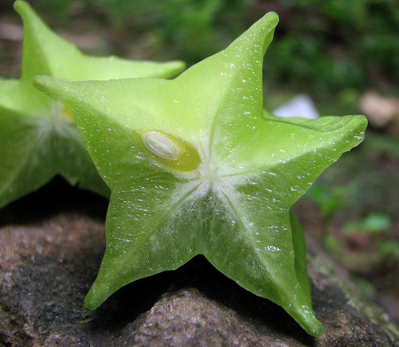 star-fruit-63091_1280.jpg