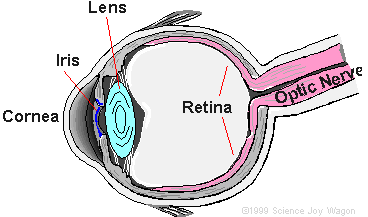 retina-eyes-in-hindi.gif