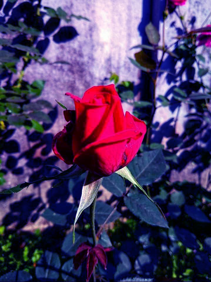 IMG-20201205-WA0001.jpg