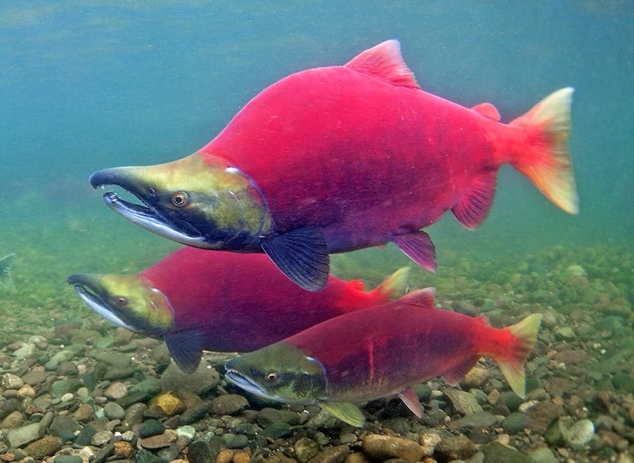 El salmón rojo. — Steemit