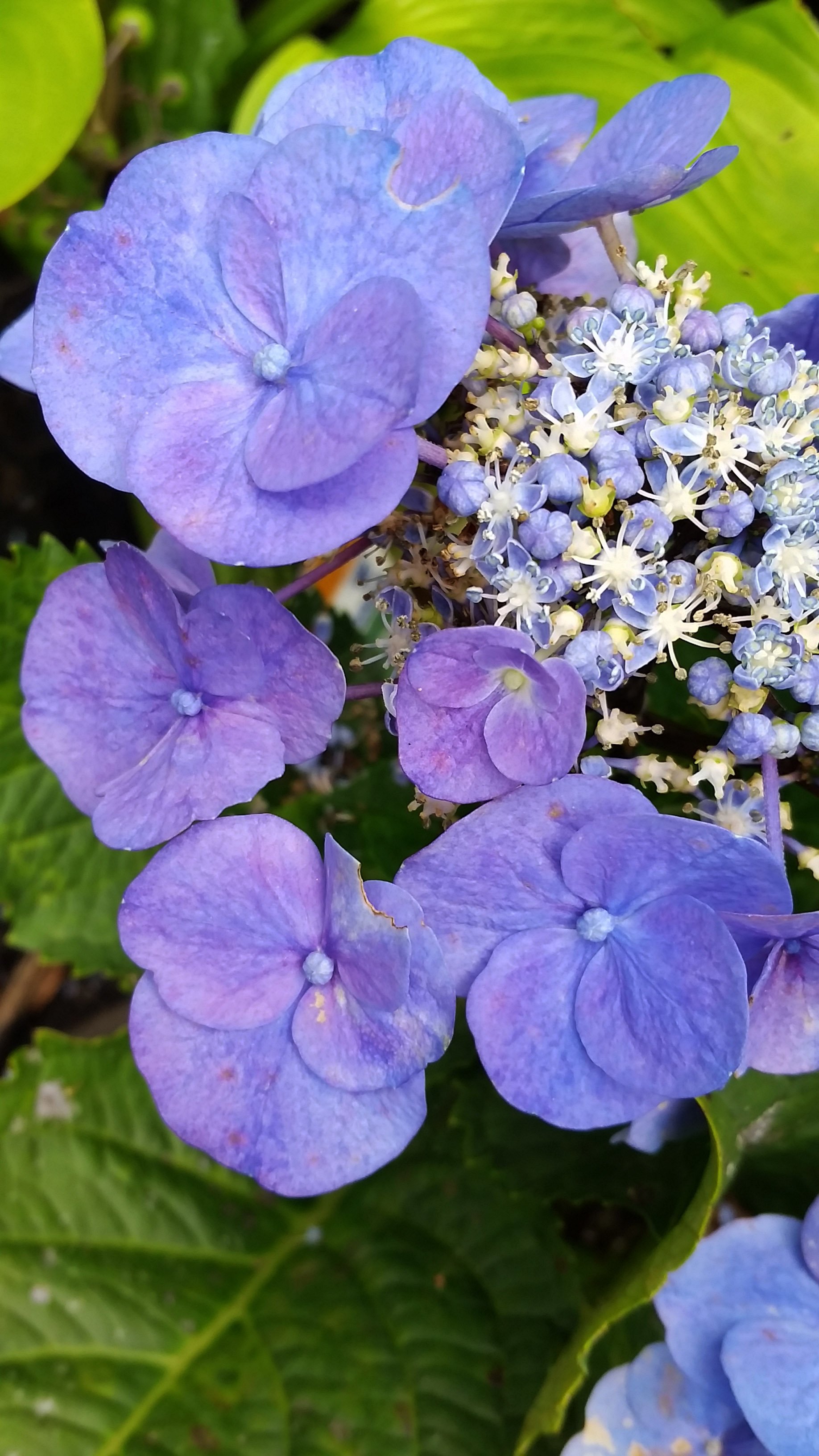 aug19hydrangea1.jpg