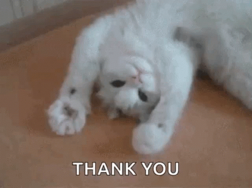 CatCuteGIF.gif