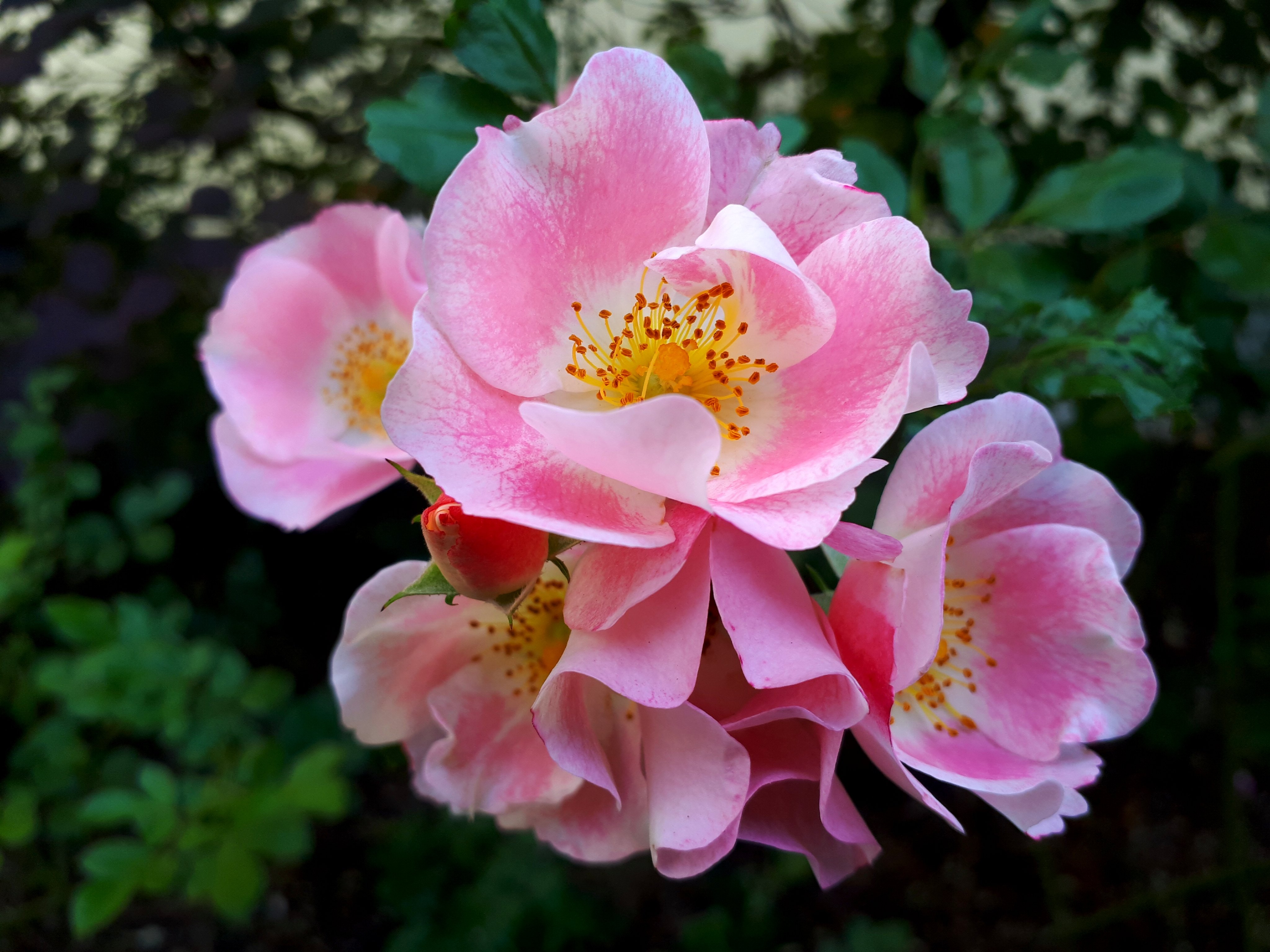 20180718_223532.jpg