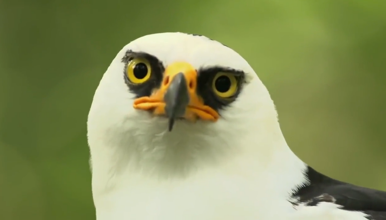 10.-iguazu-fauna-aguila-1.png