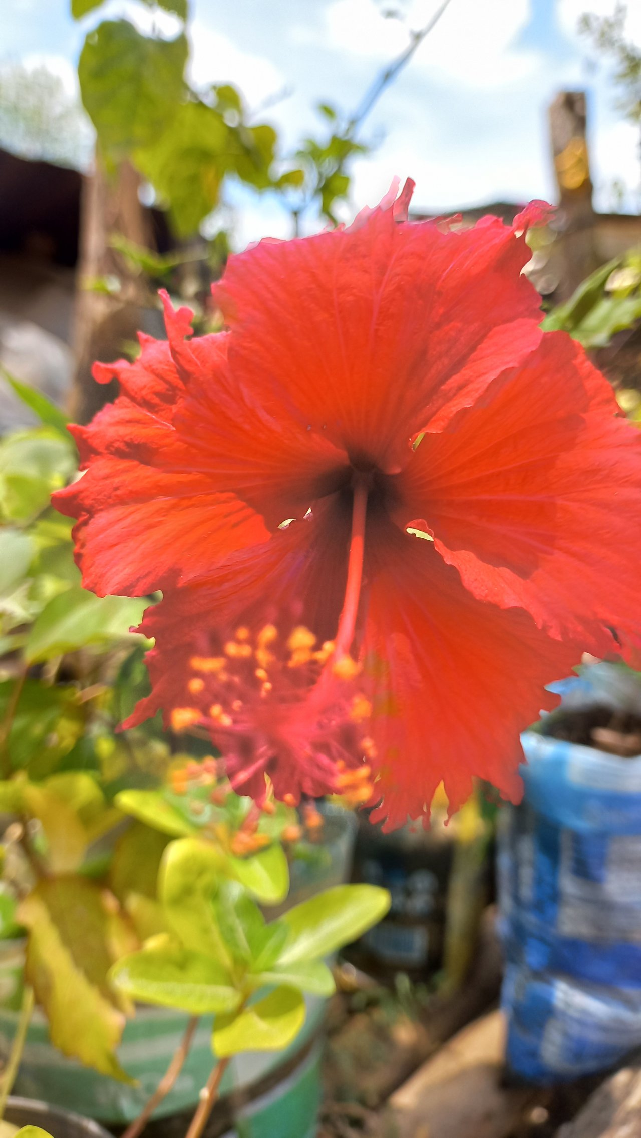 [ESP/ENG] Las flores de cayena/ Cayenne flowers.