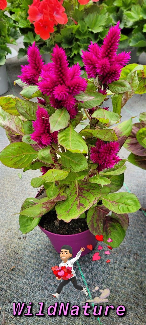 Celosia cresta di gallo.jpg