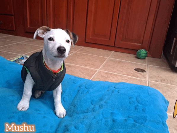 1000015620.gif