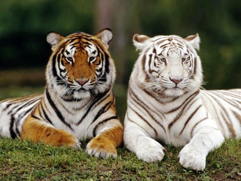 Los Tigres Blancos Steemkr