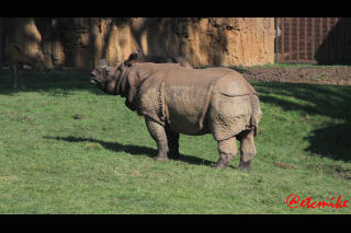 Indian Rhino rhinoceros henry doorly zoo asian highlands exhibit IR0016b.gif
