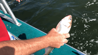 816CF868-EA9A-4DB0-B394-3BF0AE4EC710.gif