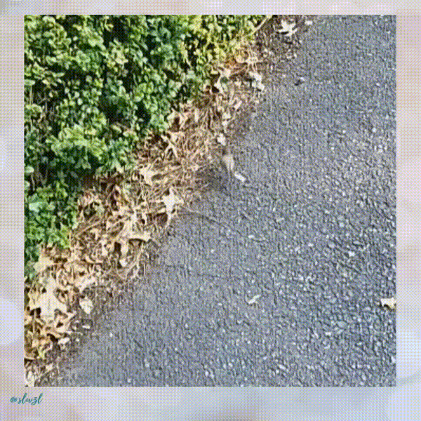 20200804-1953571.gif