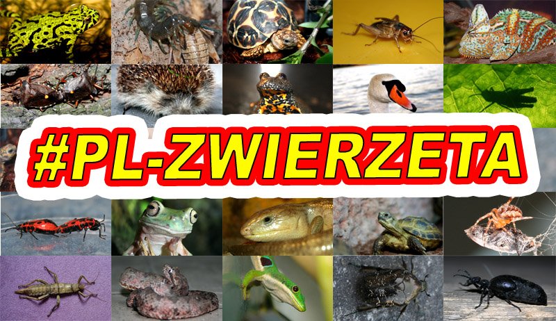 PL-ZWIERZETA.jpg